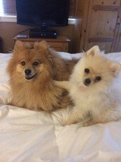 Two Poms